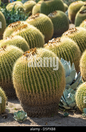 Echinocactus grusonii o Golden Barrel cactus è un ben noto specie indigene del Messico centrale. Foto Stock