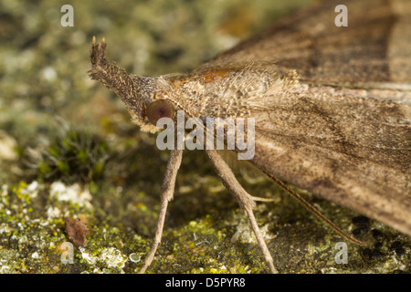 Close-up del muso (Hypena proboscidalis) testa Foto Stock