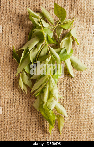 Fresche foglie di curry Foto Stock