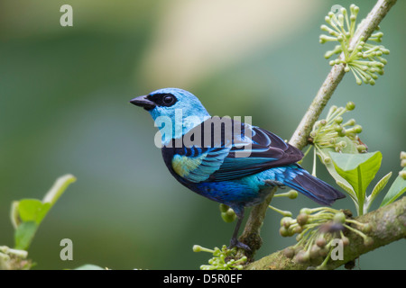 Blu-colli (Tanager Tangara cyanicollis cyanopygia) Foto Stock