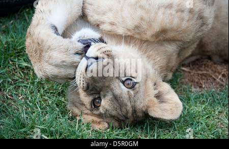 Lion cub giace sul retro che si affaccia direttamente alla fotocamera. Antelope Park, Zimbabwe, Africa. Foto Stock