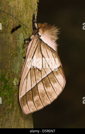 La tignola non identificato a riposo nella foresta pluviale ecuadoriana Foto Stock