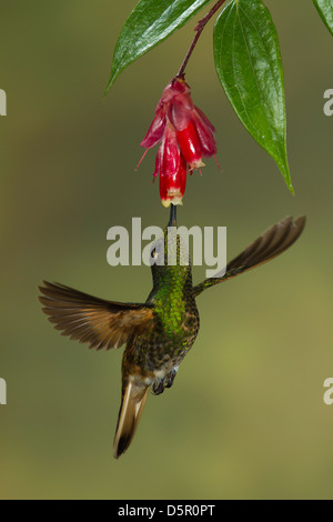 Buff-tailed Coronet (Boissonneaua flavescens) in bilico mentre si alimenta sulla bracteata Cavendishia (Ericacea) Fiori Foto Stock