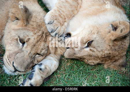 Due giovani lion cubs giacciono sull'erba la riproduzione. Antelope Park, Zimbabwe Africa Foto Stock