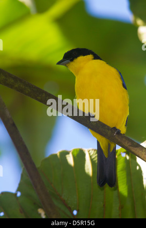 Blu-winged Mountain-Tanager (Anisognathus somptuosus) Foto Stock