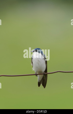 Una struttura Swallow (Tachycineta bicolore) arroccato su barbwire, Ninepipe National Wildlife Refuge, Montana Foto Stock