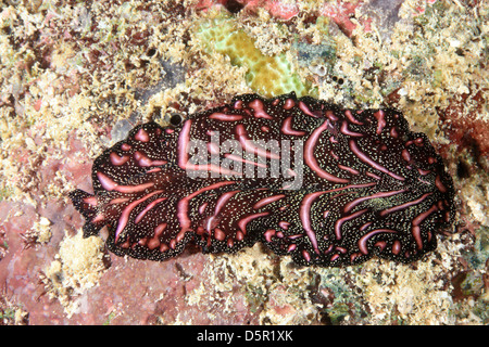 Tappeto persiano flatworm, Pseudobiceros bedfordi, strisciando lungo la barriera corallina. Foto Stock