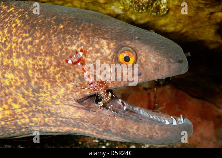 Yellowmargin Murene, Gymnothorax flavimarginatus, con un pulitore di gamberi Urocaridella antonbruunii Foto Stock