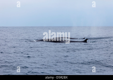 Una Balenottera comune, Balaenoptera physalus, e il suo vitello nuotare nell'Oceano Pacifico off Baja California Norte, Messico Foto Stock