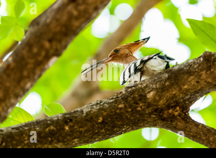 Comune, Upupa Upupa epops, bird, appollaiato sul ramo di albero, luce solare, foglie verde, spazio di copia Foto Stock