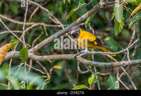 Bird, nero-incappucciati Rigogolo, arroccato, albero, coperto con spider web Foto Stock