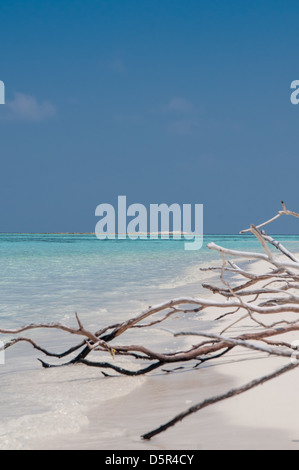 Radici di albero esposta sulla sabbiosa spiaggia oceano Foto Stock