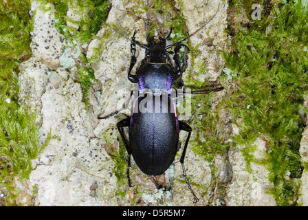 Massa viola Beetle (Carabus tendente al violaceo) in antichi boschi, REGNO UNITO Foto Stock