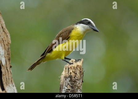 Grande Kiskadee (Pitangus sulfuratus) in Costa Rica Foto Stock