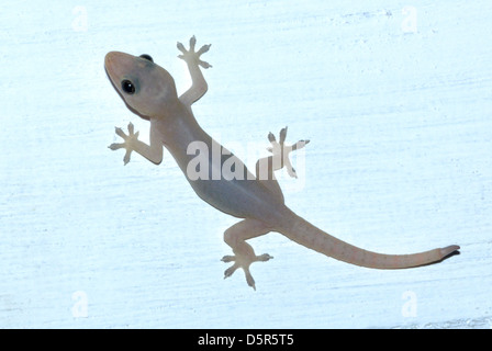 Casa comune Gecko (Hemidactylus frenatus) Foto Stock