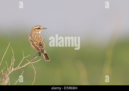 Bianco-browed Bush Chat (Saxicola macrorhynchus) noto anche come Stoliczka's Bushchat Foto Stock