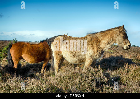 Pony nella New Forest National Park in Hampshire Foto Stock