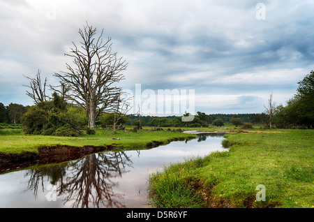 Alberi sul prato del Mulino Brook, un fiume che scorre attraverso la nuova foresta in Hampshire Foto Stock