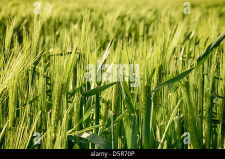 Verde giovane orzo calli che cresce in un campo Foto Stock