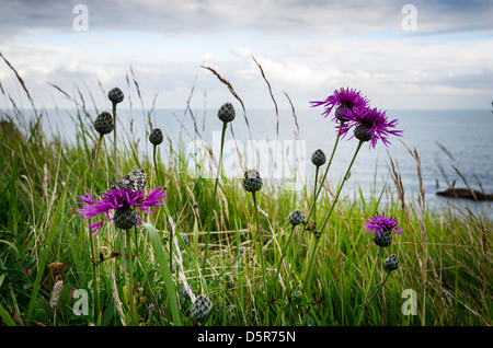 Fiordaliso maggiore (Centaurea scabiosa) crescente lungo la costa del Dorset percorso. Foto Stock