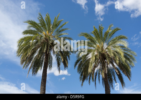 Due cime degli alberi di palma contro un cielo sereno Foto Stock