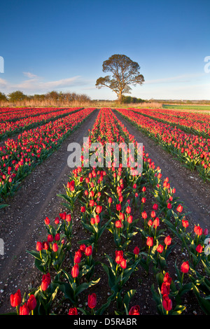Tulip field in the Norfolk Countryside, UK Foto Stock