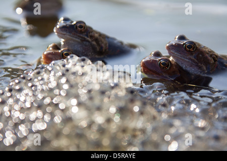 Rane coniugate in un laghetto in giardino nel Cheshire village di Farndon, con frog spawn in primo piano. Foto Stock