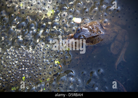 Una coppia di rane in accoppiamento tra frog spawn, in un laghetto in giardino nel Cheshire village di Farndon. Foto Stock