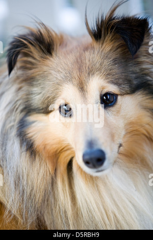 Chiusura del grazioso piccolo cane sheltie Foto Stock