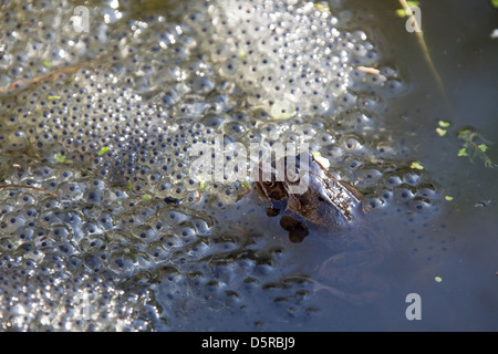 Una coppia di rane coniugate in un laghetto in giardino nel Cheshire village di Farndon, con frog spawn in background. Foto Stock