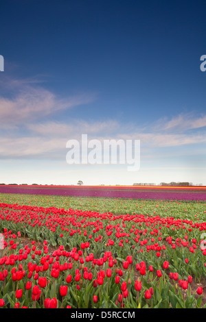 Campo di tulipani in campagna di Norfolk, Regno Unito Foto Stock