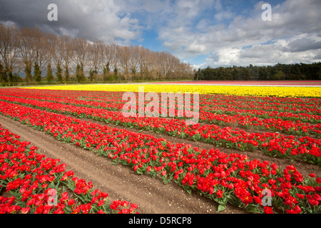 Campo di tulipani in campagna di Norfolk, Regno Unito Foto Stock