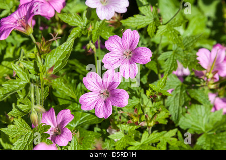 Geranio fiori nel giardino interno REGNO UNITO Foto Stock