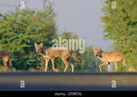 Indian lupo (Canis lupus pallipes) attraversamento strada a velavadar national park, Gujarat, India Foto Stock