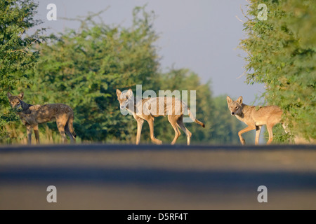 Indian lupo (Canis lupus pallipes) attraversamento strada a velavadar national park, Gujarat, India Foto Stock