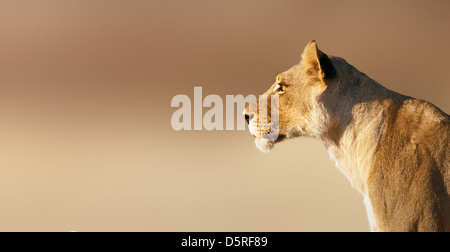 Lion; femmina; panthera leo; Sud Africa Foto Stock