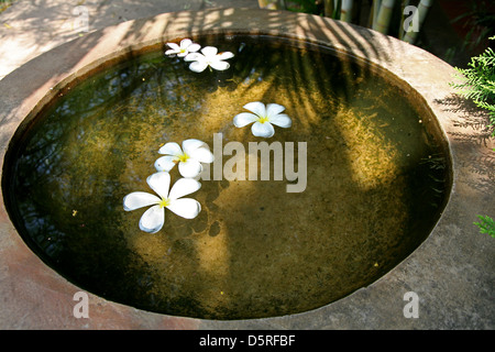 Fiori di frangipani in un stagno Foto Stock