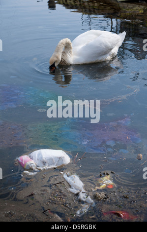 Cigno che si nutre in acqua inquinata piena di rifiuti, rifiuti di plastica e una marea di petrolio Foto Stock