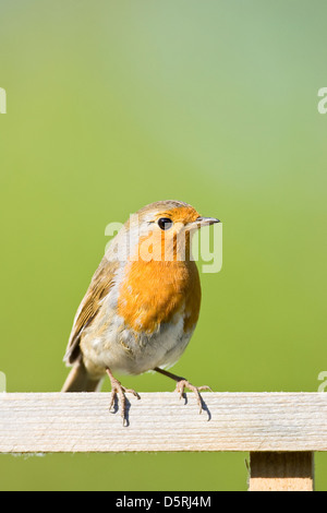 Robin appollaiato su giardino Trellis Erithacus rubecula Foto Stock