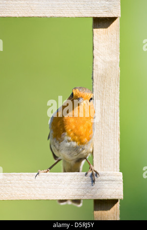 Robin appollaiato su giardino Trellis Erithacus rubecula Foto Stock