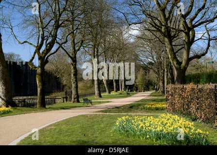 Bute Park e narcisi Cardiff Galles Wales Foto Stock