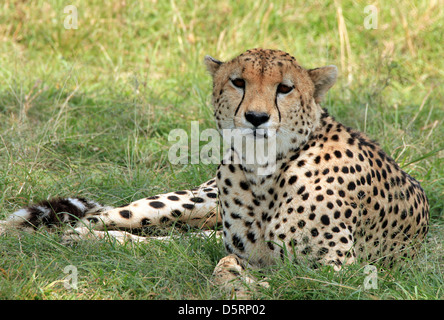 Ghepardo (Acinonyx jubatus) giacenti in erba, il Masai Mara, Kenya Foto Stock