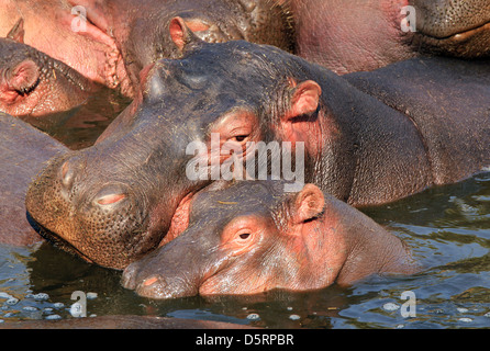 La madre e il vitello di ippopotamo (Hippopotamus amphibius) nell'acqua, Serengeti, Tanzania Foto Stock