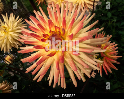 Dahlia Vuurvogel Firebird giallo arancione fiori closeup Foto Stock