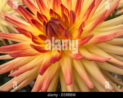 Unico Dahlia Vuurvogel Firebird giallo fiore di arancia closeup Foto Stock
