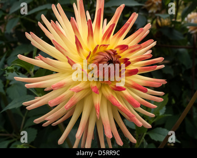 Unico Dahlia Vuurvogel Firebird giallo fiore di arancia closeup Foto Stock