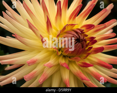 Unico Dahlia Vuurvogel Firebird giallo fiore di arancia closeup Foto Stock