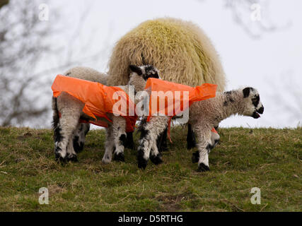 Bainbridge, Wensleydale, North Yorkshire, Regno Unito : Domenica 7 Aprile, 2013. Swaledale neonato agnelli a molla da aziende agricole nel Yorkshire Dales, indossando di plastica arancione rivestimenti protettivi per proteggersi dal freddo persistente venti da est e pioggia durante il primo fondamentale pochi giorni all'aperto. Foto Stock