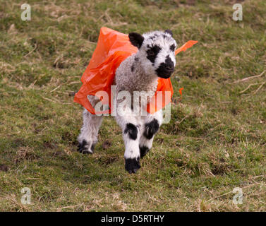 Bainbridge, Wensleydale, North Yorkshire, Regno Unito : Domenica 7 Aprile, 2013. Swaledale neonato agnelli a molla da aziende agricole nel Yorkshire Dales, indossando di plastica arancione rivestimenti protettivi per proteggersi dal freddo persistente venti da est e pioggia durante il primo fondamentale pochi giorni all'aperto. Foto Stock