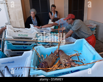 Le aragoste Mallorca pescatori di smistamento e scarico le loro catture giornaliere comprese le aragoste a Cala Figuera porto peschereccio Mallorca Spagna Spain Foto Stock